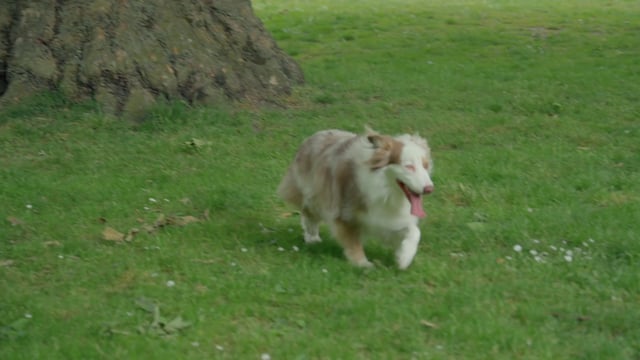 澳大利亚牧羊犬在公园里奔跑