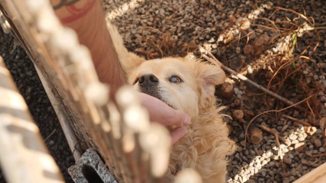 Una mano masculina está acariciando a un perro en un refugio