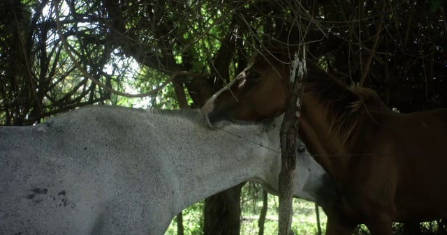 Horses nuzzling each other