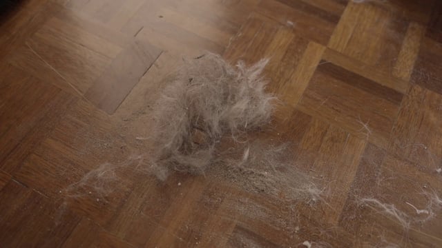 Cleaning up a pet's fur in the home