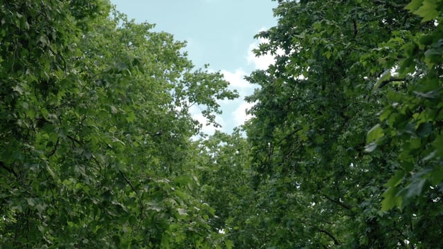 Green trees in the park with a blue sky background