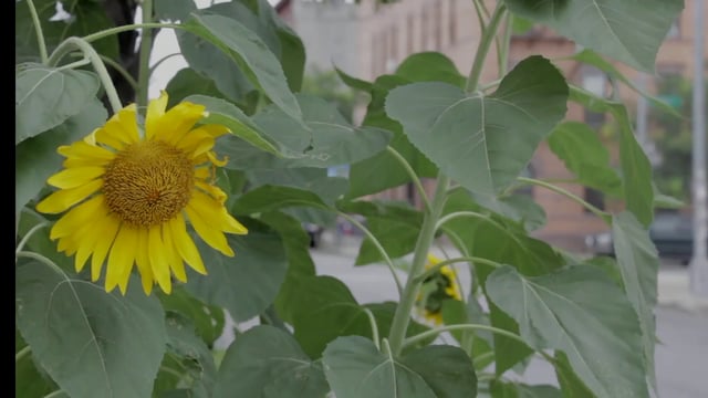 Sunflower in the wind 