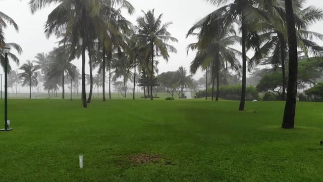 Rain in a palm tree garden