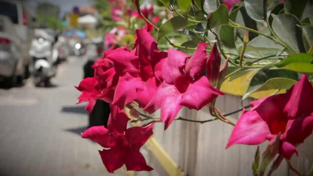 Flores rosas en la ciudad