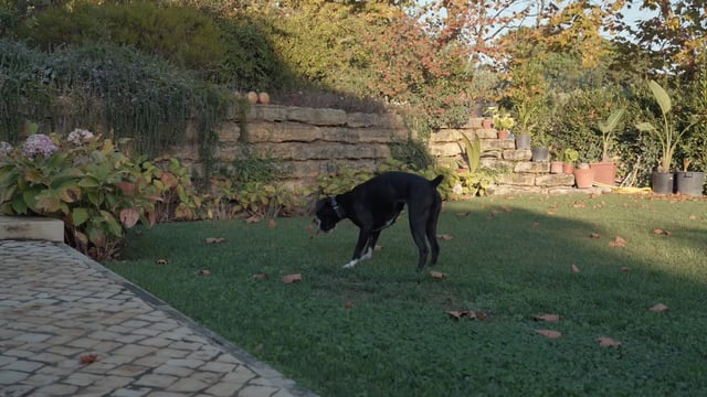 Black dog playing in a garden