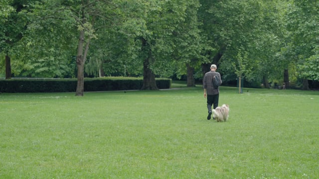 A man walks with his Australian shepherd