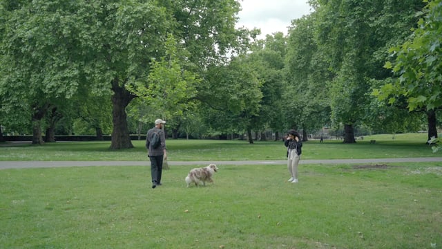 Pareja caminando con un perro en el parque