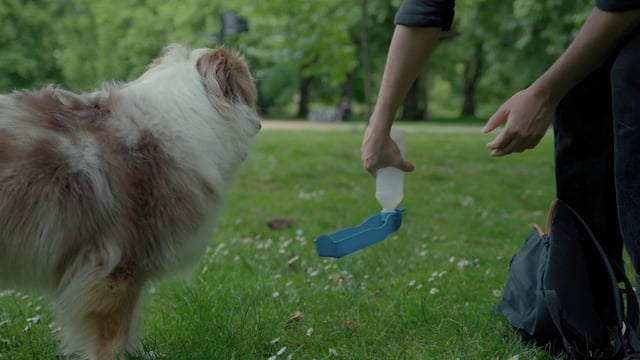 Un perro bebe agua de una botella de agua portátil para mascotas.