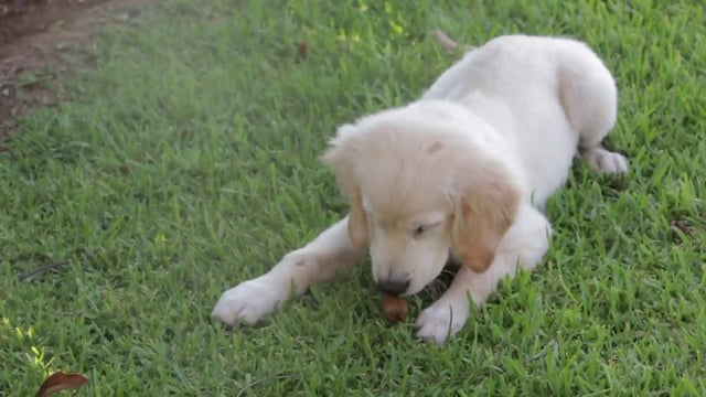 金毛寻回犬吃零食