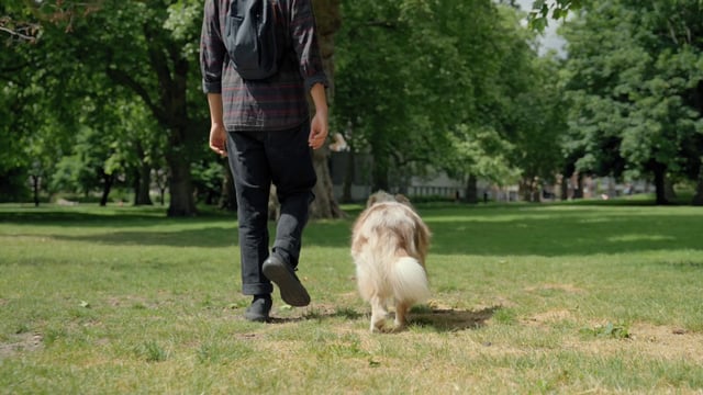 Un anfitrión camina con un pastor australiano en el parque.