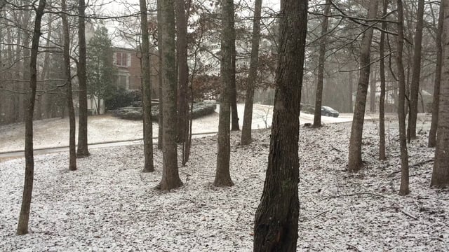 树下的雪