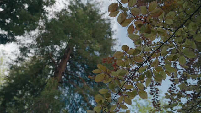 Low-angled view of the trees in summer.