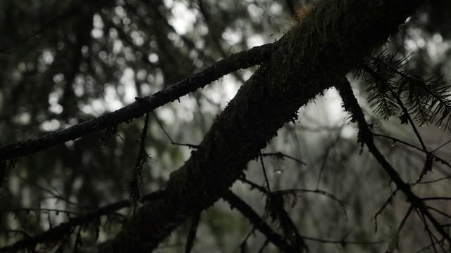 Branch covered in moss