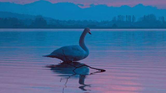 Swan stuck on a branch