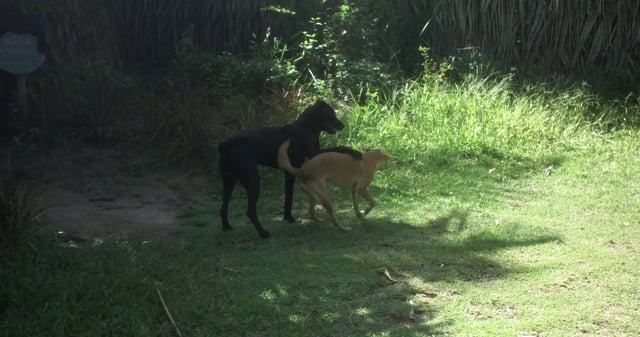 Dogs playing in a jungle