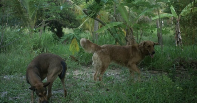 Perros caminando en la jungla